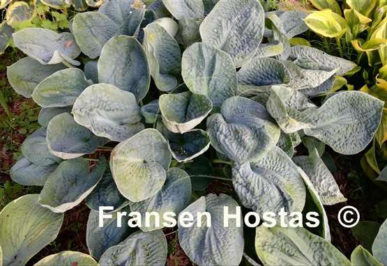 Hosta Pebbles